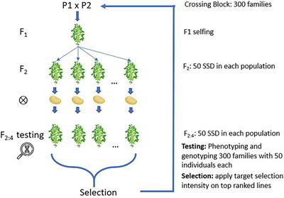 Impact of Genomic Prediction Model, Selection Intensity, and Breeding Strategy on the Long-Term Genetic Gain and Genetic Erosion in Soybean Breeding